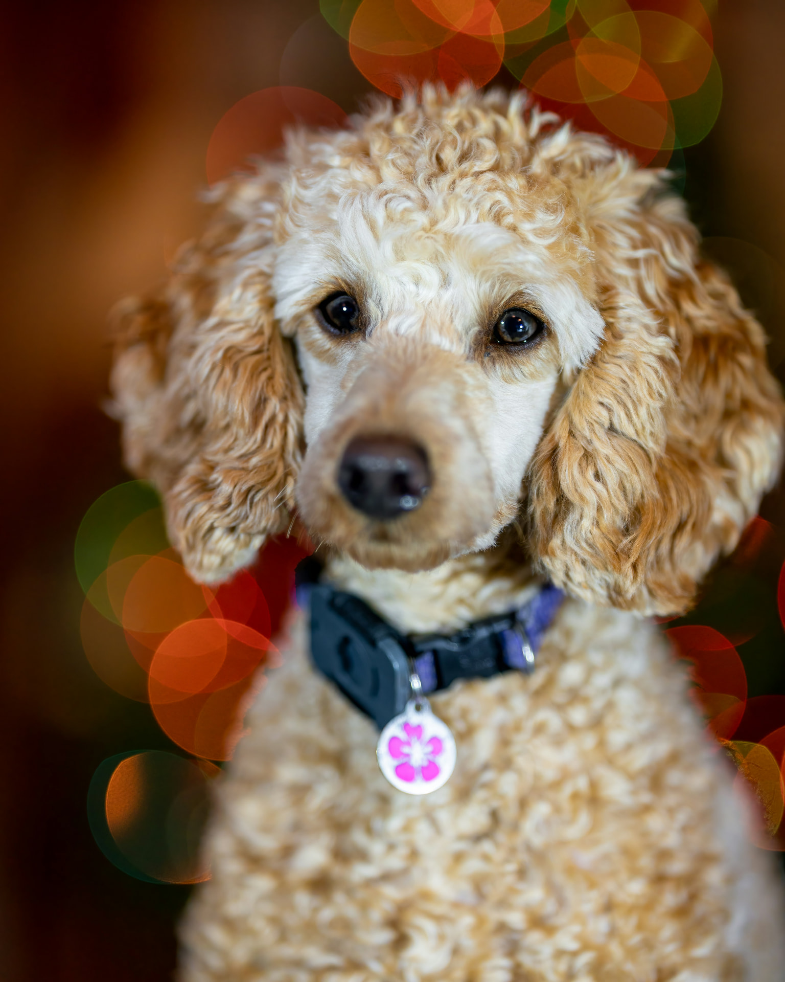An apricot Standard Poodle portrait with warm holiday lights blurred behind