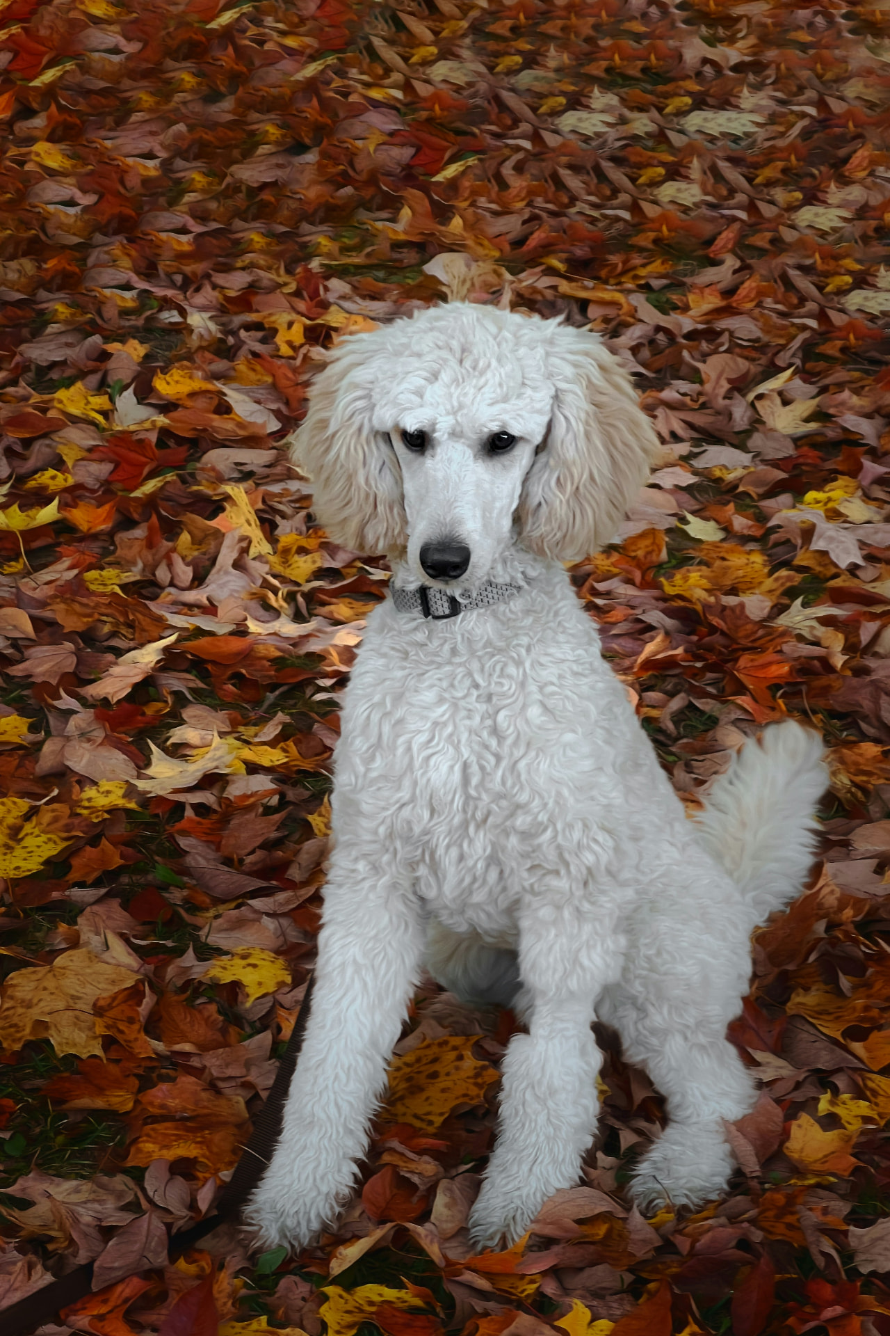 A white Standard Poodle sitting among autumn leaves outdoors